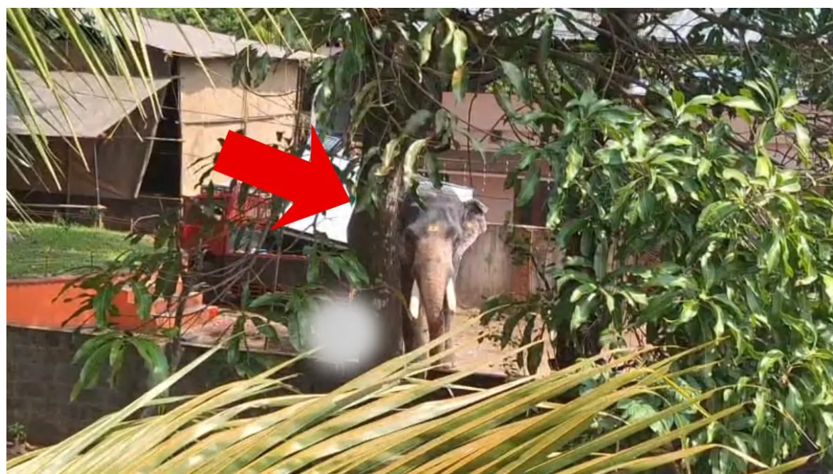 केरल में हाथी का कहर: मंदिर उत्सव के बीच मची अफरा-तफरी, एक की मौत, कई घायल